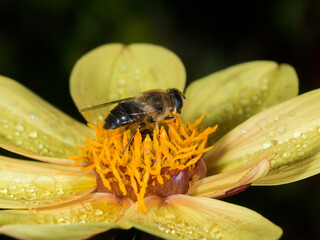 Tapered Drone Fly - Eristalis pertinax on yellow single Dahlia flower.  Close up