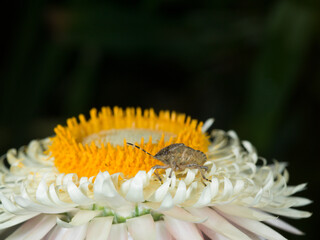 A sloe bug (Dolycoris baccarum) on Helichrysum flower.  Close up