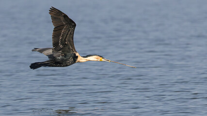 African Darter (Slanghalsvoël) (Anhinga rufa) in Rietvlei Nature Reserve, Pretoria, Gauteng, South...
