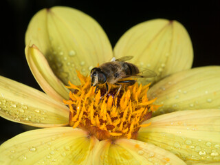 Tapered Drone Fly - Eristalis pertinax on yellow single Dahlia flower.  Close up