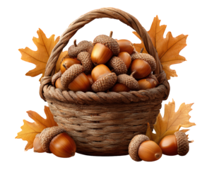 Rustic basket of acorn and autumn leaf clipart for fall harvest decoration. This natural, seasonal illustration evokes cozy feeling of warmth and abundance for thanksgiving