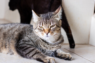 A cat lies on the floor, with a black cat in the background