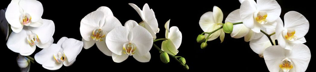 Obraz premium Horizontal orchid flower arrangement with white blossoms and buds on black seamless background for skinali panel design