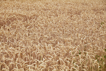Expansive Golden Wheat Field Ready for Harvest, showcasing ripe grains under natural light