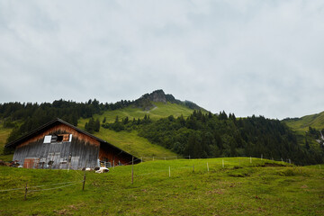 Traditional wooden barn and grazing cows on a lush green Alpine hillside, surrounded by dense evergreen forests and rocky peaks under an overcast sky.