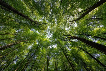 Fototapeta premium A view from below of a forest canopy filled with sunlight