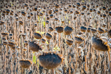 Closeup view on unharvested field of sunflowers in Northern rural spain.
