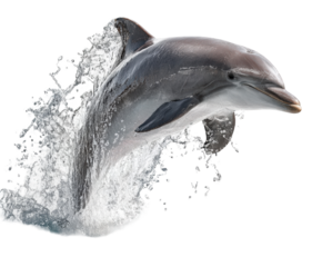 A bottlenose dolphin leaps out of the water, isolated on transparent background