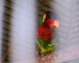 Even in limits, beauty finds its way to shine - Colorful Parrot in Cage