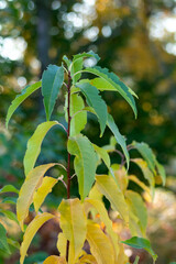 Colorful Fall Foliage – Yellow and Green Autumn Leaves