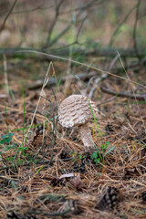 Close-up of Parasol Mushroom in Autumn Polish Forest	