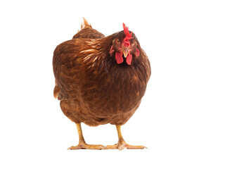 Brown chicken isolated on white background