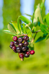 Ripe black chokeberries growing on green branch under bright summer sunlight. Close-up macro of chokeberries, vibrant colors, natural light, outdoor garden, healthy food concept, fresh organic harvest