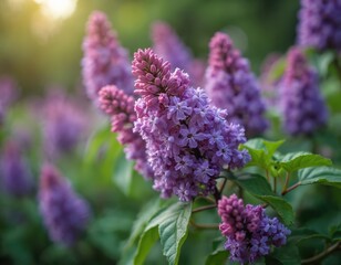 Close up of Buddleja davidii or summer lilac. Purple flowers bloom in garden. Floral clusters in spring time. Nature shot of blossom plant. Beauty of blooming.