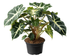 Vibrant variegated alocasia frydek plant in modern pot on isolated background. This rare houseplant with green, yellow, and white leaf detail creates lush, elegant feeling