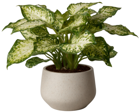 Vibrant variegated aglaonema houseplant with green and white leaf foliage in ceramic planter. Beautiful indoor plant bringing calm, natural feeling to any space