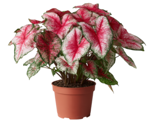 Beautiful variegated caladium plant showing vibrant pink leaf in pot. Isolated tropical houseplant for fresh, natural home decoration, feeling of botanical life