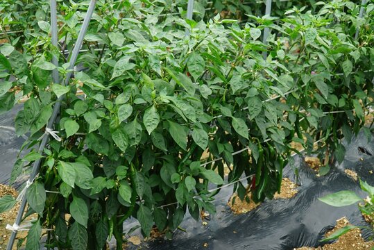 Capsicum annuum, Gochu, Korean chili pepper rich in capsaicin, vitamins, and antioxidant health benefits