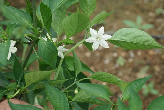 Capsicum annuum, Gochu, Korean chili pepper rich in capsaicin, vitamins, and antioxidant health benefits