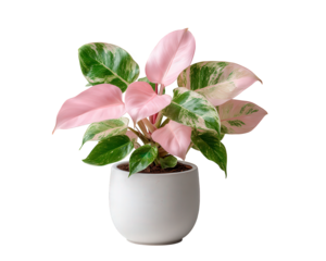 Beautiful variegated philodendron pink princess houseplant in white pot. stunning green and pink leaf offers feeling of natural elegance and indoor freshness