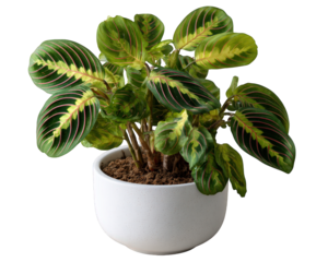 Vibrant variegated prayer plant, maranta with green leaf and red vein in white ceramic pot. An isolated houseplant representing calm nature and healthy growth