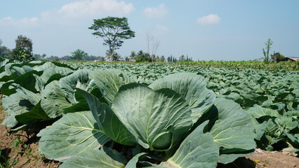 A low-angle landscape shot capturing a vast Cabbage farm, Brassica oleracea, showcasing large,...