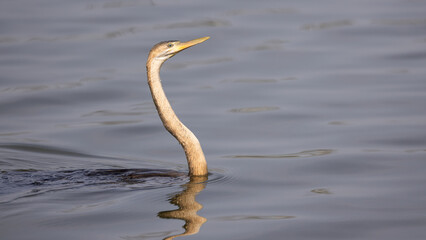 African Darter (Slanghalsvoël) (Anhinga rufa) in Rietvlei Nature Reserve, Pretoria, Gauteng, South...