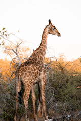 Girafe dans la nature aride au couché de soleil