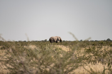 Eléphant perdu dans la nature