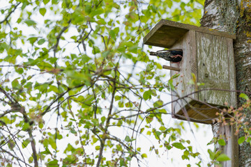 house thrush in a birdcage feeding chicks