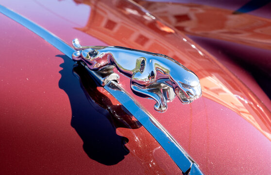 Jaguar hood ornament on old car Jaguar model xk 140, in exhibition during a vintage car rally in Varallo Sesia, Italy, September 29, 2025