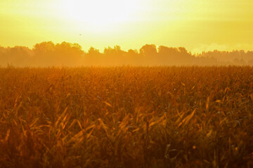 Naklejka premium Golden sunrise over cornfield landscape with warm glowing morning light. Sunrise scene, peaceful atmosphere, low-angle wide view, rural farmland, golden tones, concept of harvest, nature beauty