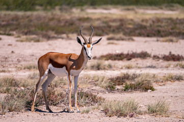 Springbok dans la nature