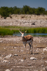 Springbok devant un plan d'eau