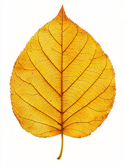 Fototapeta premium Detailed Yellow Leaf Isolated on White Background for Nature Lovers