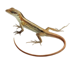 A small, slender lizard with a long tail, standing on a white surface, isolated on transparent background