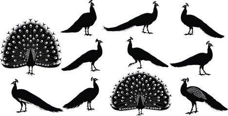 Peacock silhouette illustration set, bird vector icons, black and white sketch, elegant plumage design grid, exotic wildlife artwork © Mim's World
