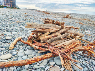 Driftwood Pile On Pebble Beach With Urban Skyline In The Distance