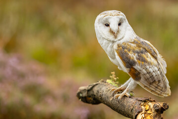 Barn Owl in Summer.  Close up of an adult Barn Owl perched on a thick tree branch and facing front.  Scientific name:Tyto Alba. Clean background.  Horizontal. Copy space