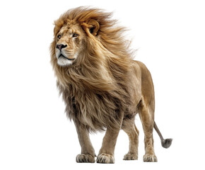 Majestic male lion with a full mane standing proudly, isolated on transparent background