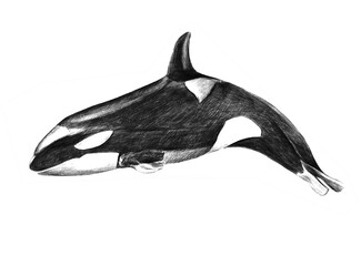 Killer Whale pencil Drawing on white background