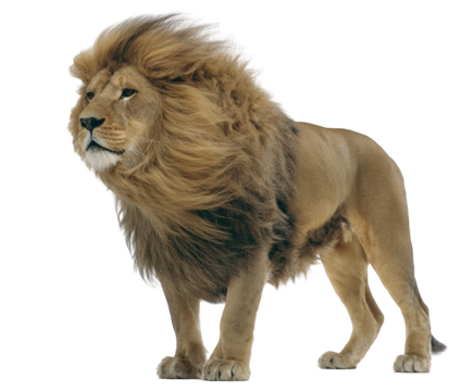Majestic male lion with a full, windblown mane standing proudly, isolated on transparent background