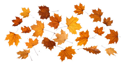 autumn maple leaves isolated on transparent background