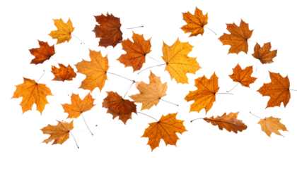 autumn maple leaves isolated on transparent background