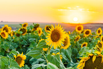 Obraz premium Bright Sunflower Flower: Close-up of a sunflower in full bloom, creating a natural abstract background. Summer time. Field of sunflowers in the warm light of the setting sun. Helianthus annuus.