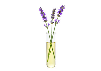 Isolated lavender aromatherapy extract in test tube, essential oil, natural skin care
