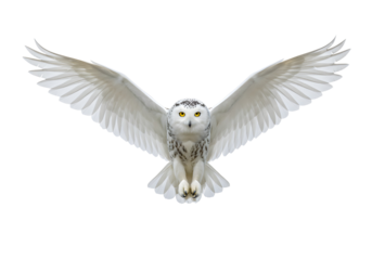 Snowy Owl with Wings Spread Wide, Capturing Its Majestic Flight and Fierce Gaze