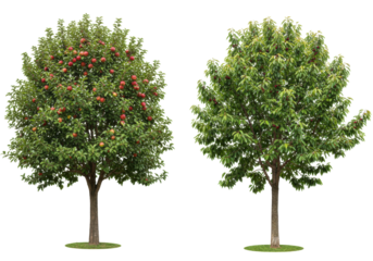 Isolated pair of two trees with apples, plums on a background for product design.