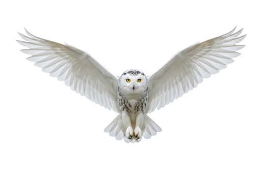Snowy Owl with Wings Spread Wide, Capturing Its Majestic Flight and Fierce Gaze
