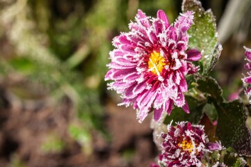 Frost-covered Chrysanthemum in the Morning